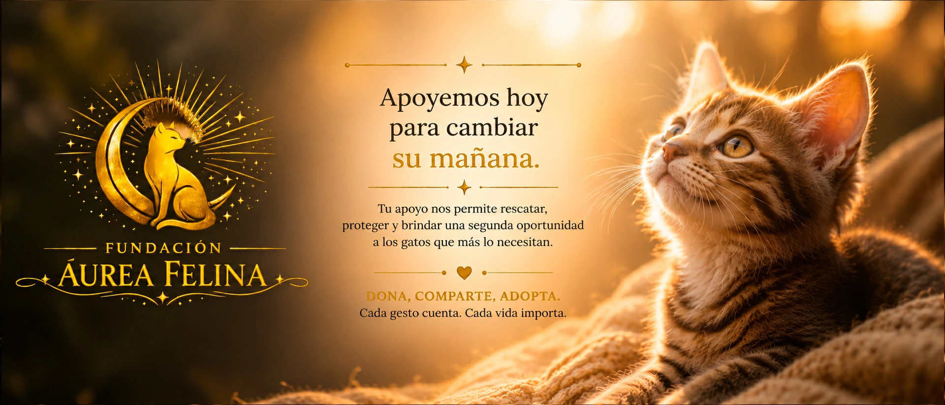 Gato curioso en primer plano