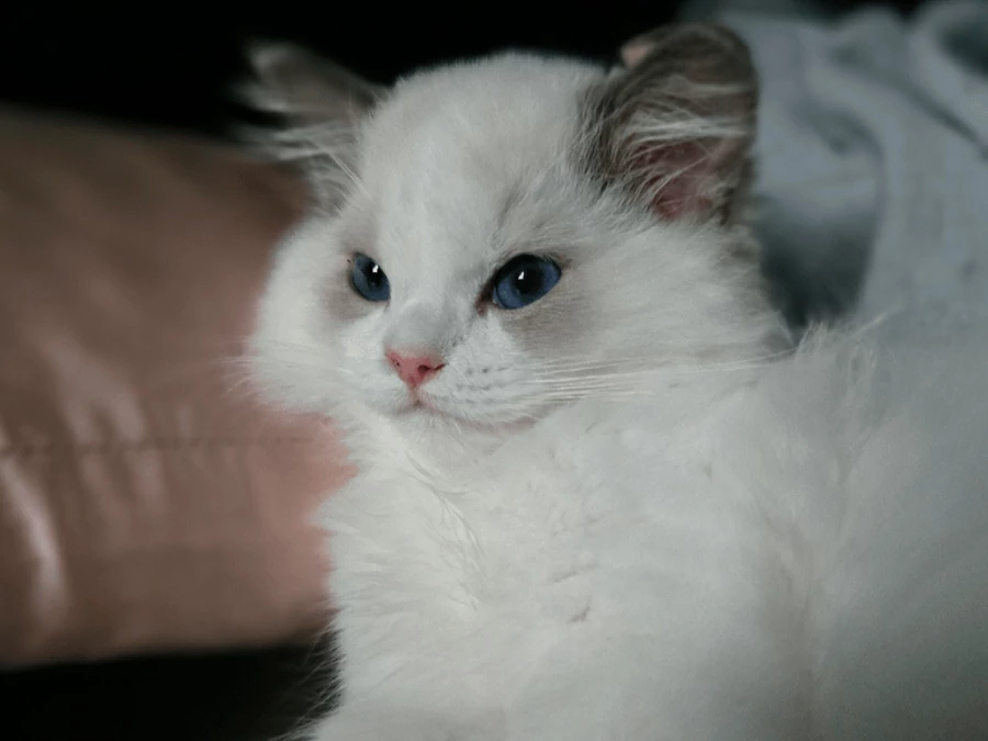 Negrito